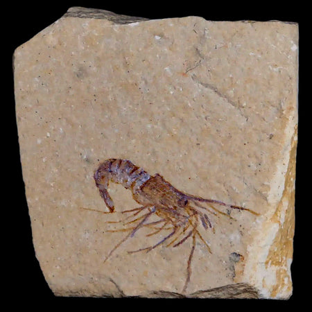 1.1" Fossil Shrimp Carpopenaeus Cretaceous Age 100 Mil Yrs Old Lebanon COA
