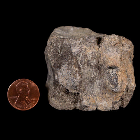 2.1" Maiasaura Hadrosaur Dinosaur Vertebrae Bone Fossil Two Medicine FM MT COA - Fossil Age Minerals
