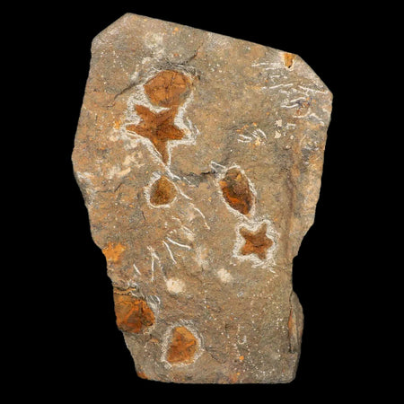 23MM Brittlestar Petraster Starfish Fossil Ordovician Age Blekus Morocco COA