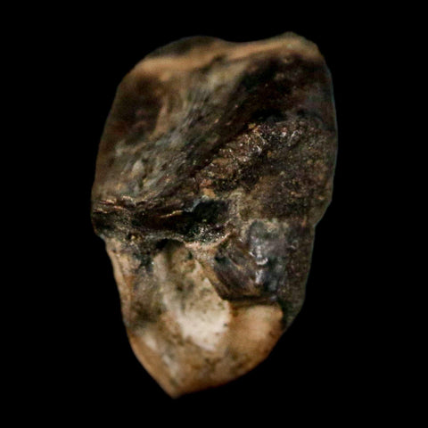 0.4" Avaceratops Fossil Tooth Judith River FM MT Cretaceous Dinosaur Display COA - Fossil Age Minerals