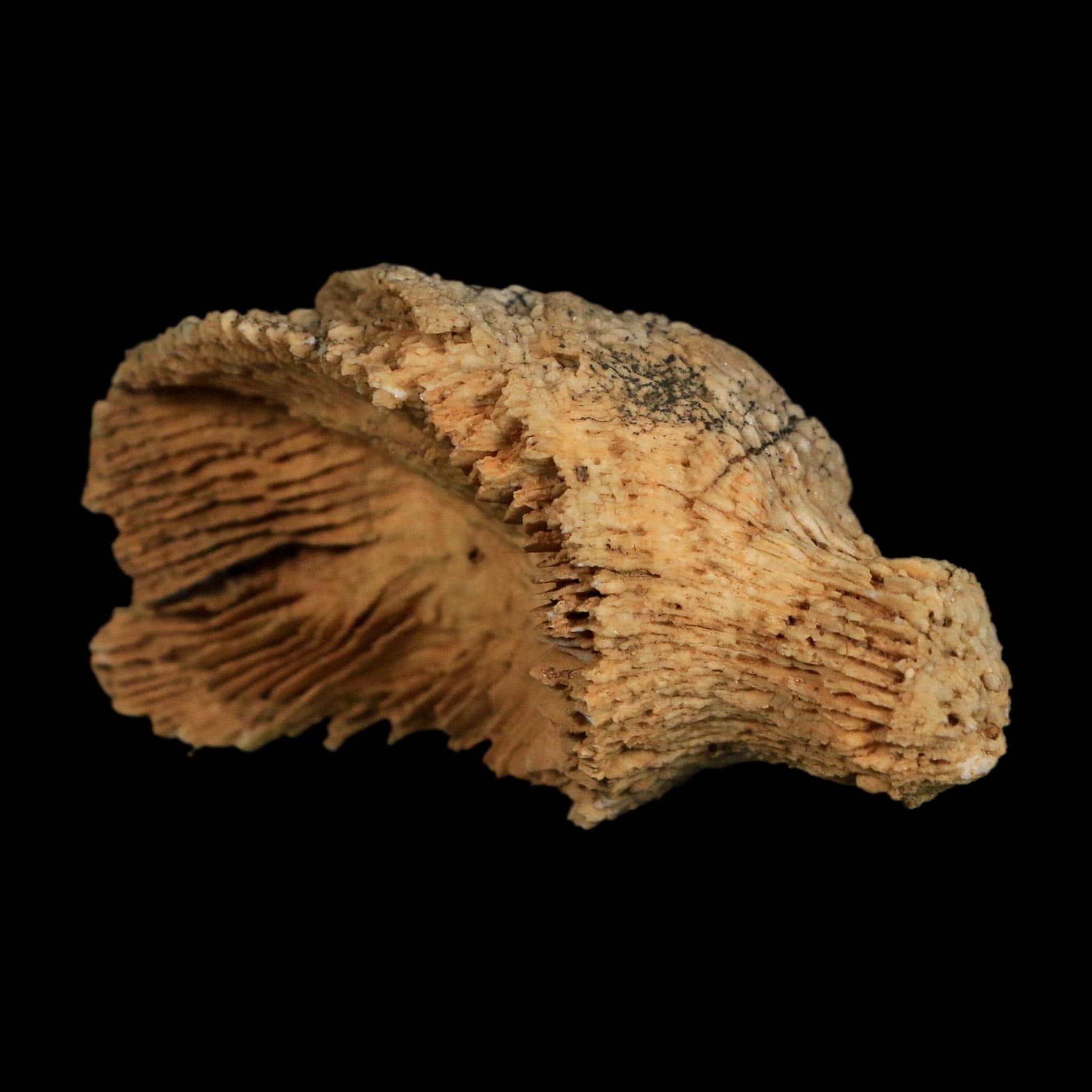 2.6" Rugose Horn Coral Fossil Devonian Age Speed Quarry, Clark County, Indiana