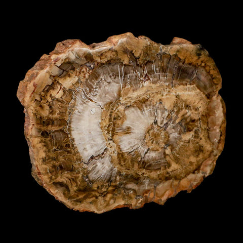 5" Fossilized Polished Petrified Wood Branch Madagascar 66-225 Million Yrs Old - Fossil Age Minerals
