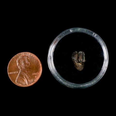 0.4" Avaceratops Fossil Tooth Judith River FM MT Cretaceous Dinosaur Display COA - Fossil Age Minerals