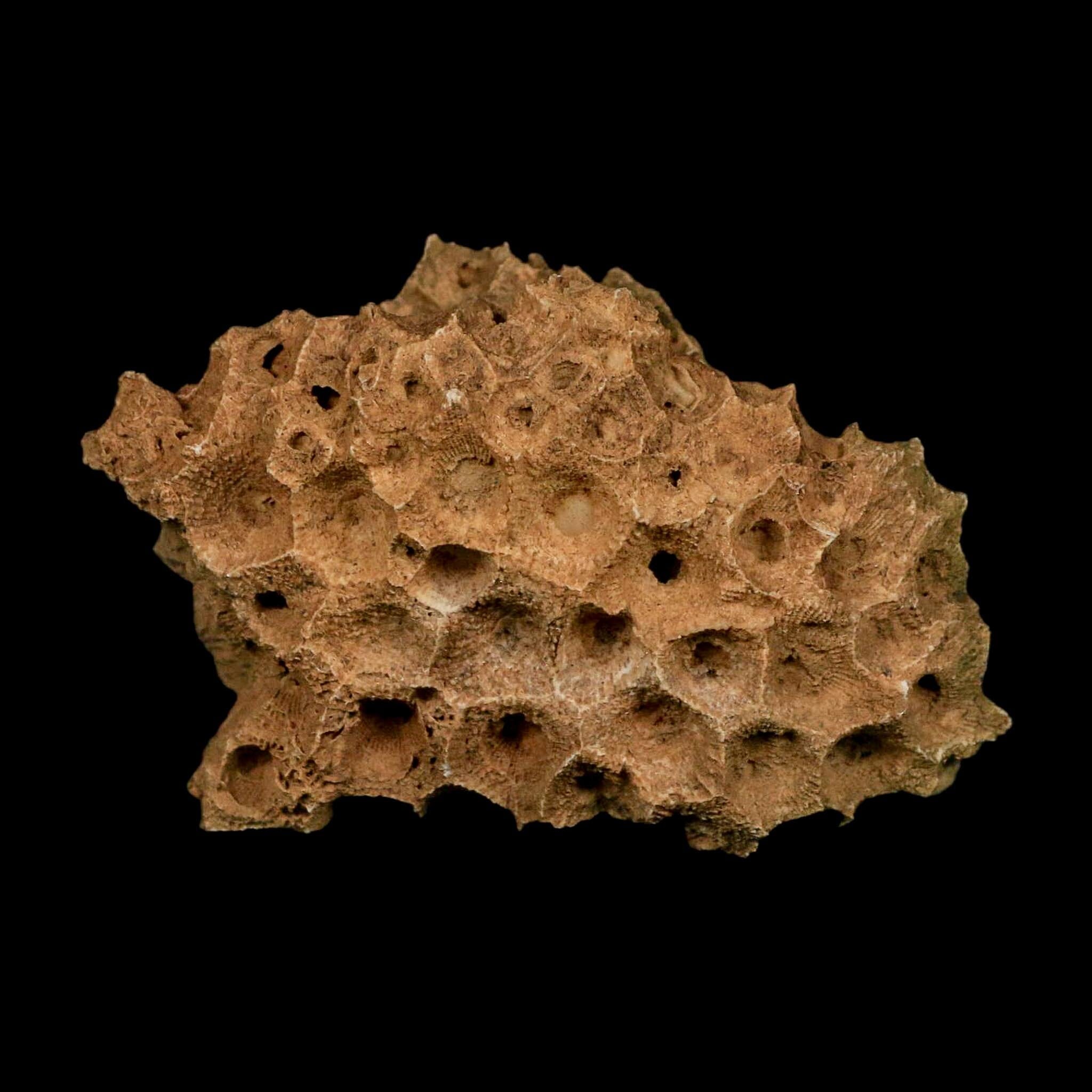 3.1" Colonial Rugose Coral Fossil Devonian Age Speed Quarry, Clark County, Indiana - Fossil Age Minerals