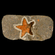 28MM Brittlestar Petraster Starfish Fossil Ordovician Age Blekus Morocco COA