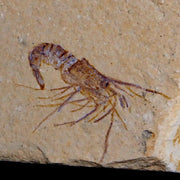 1.1" Fossil Shrimp Carpopenaeus Cretaceous Age 100 Mil Yrs Old Lebanon COA