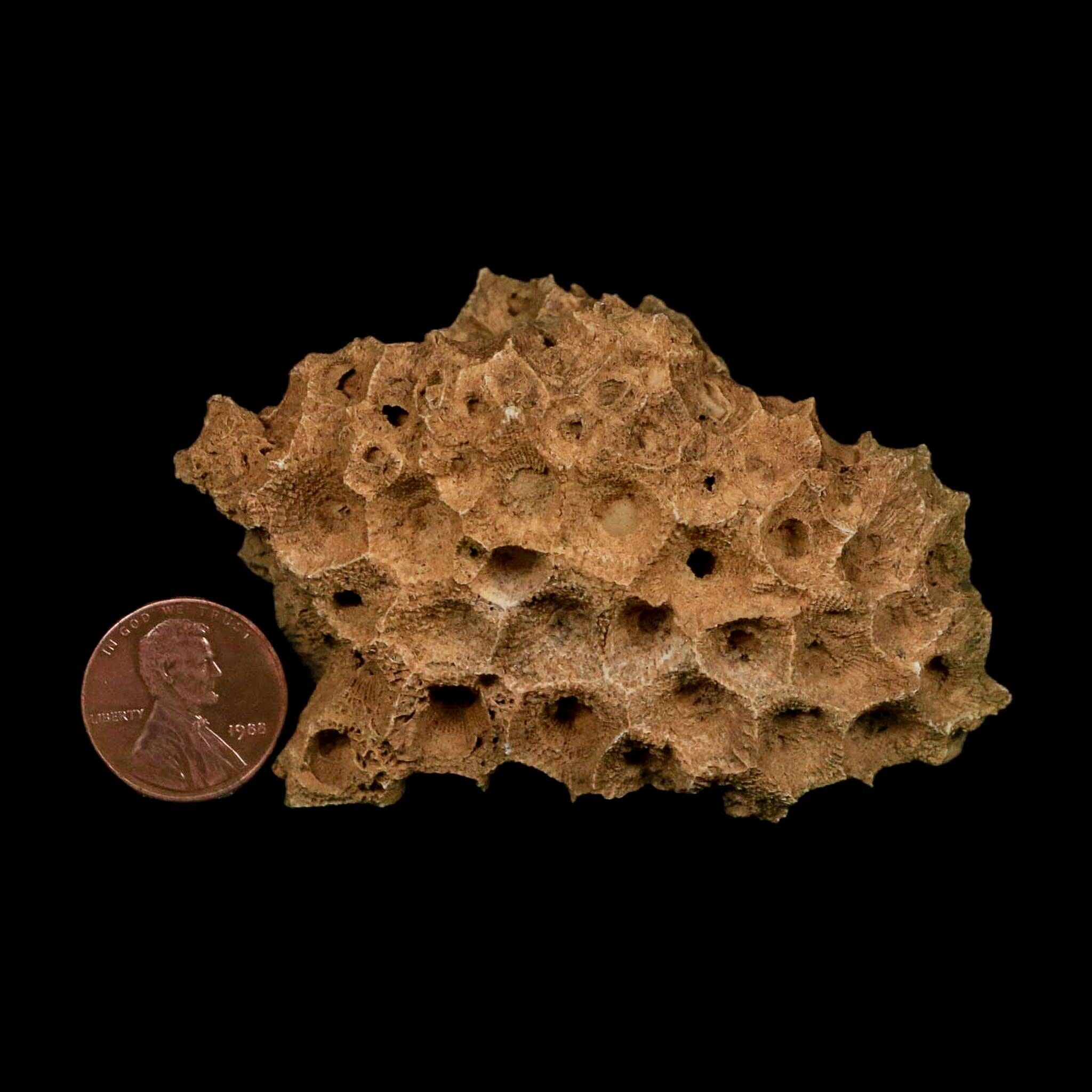 3.1" Colonial Rugose Coral Fossil Devonian Age Speed Quarry, Clark County, Indiana - Fossil Age Minerals