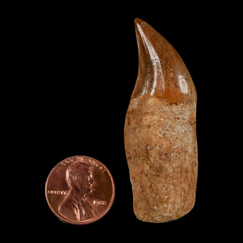 2.2" Halisaurus Walkeri Mosasaur Fossil Tooth Rooted Cretaceous Dinosaur Era COA