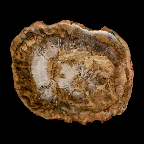 5" Fossilized Polished Petrified Wood Branch Madagascar 66-225 Million Yrs Old - Fossil Age Minerals
