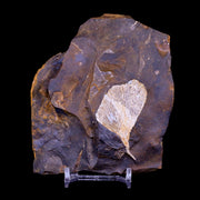 2.1" Detailed Ginkgo Cranei Fossil Plant Leaf Morton County, ND Paleocene Age COA