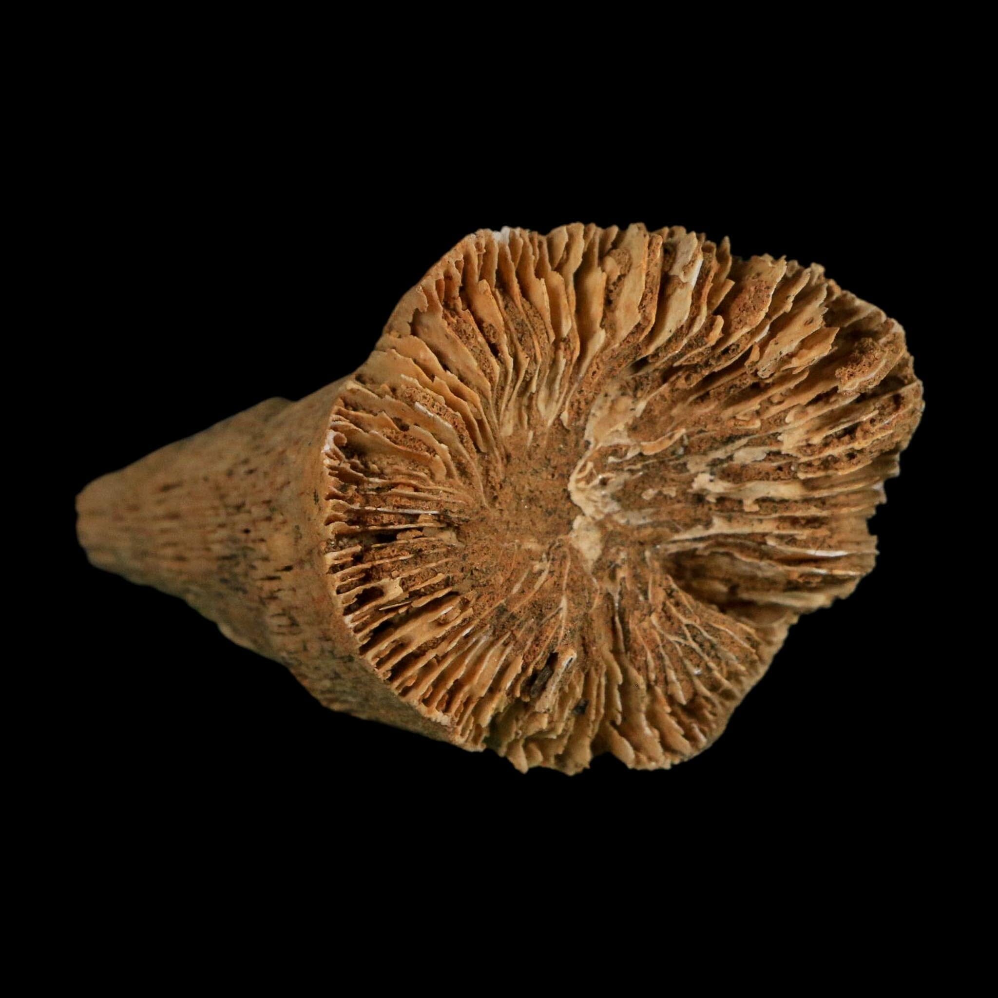 2.9" Rugose Horn Coral Fossil Devonian Age Speed Quarry, Clark County, Indiana