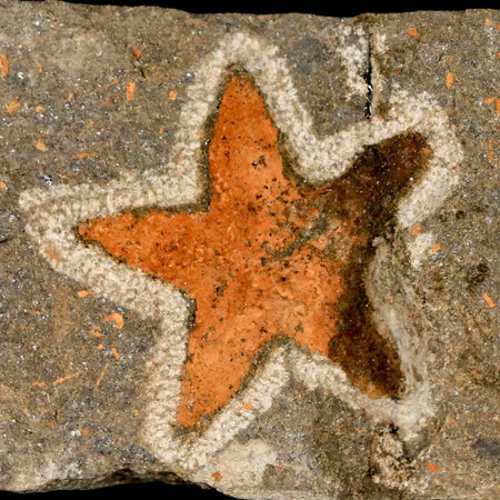 28MM Brittlestar Petraster Starfish Fossil Ordovician Age Blekus Morocco COA