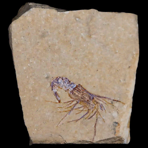 1.1" Fossil Shrimp Carpopenaeus Cretaceous Age 100 Mil Yrs Old Lebanon COA - Fossil Age Minerals