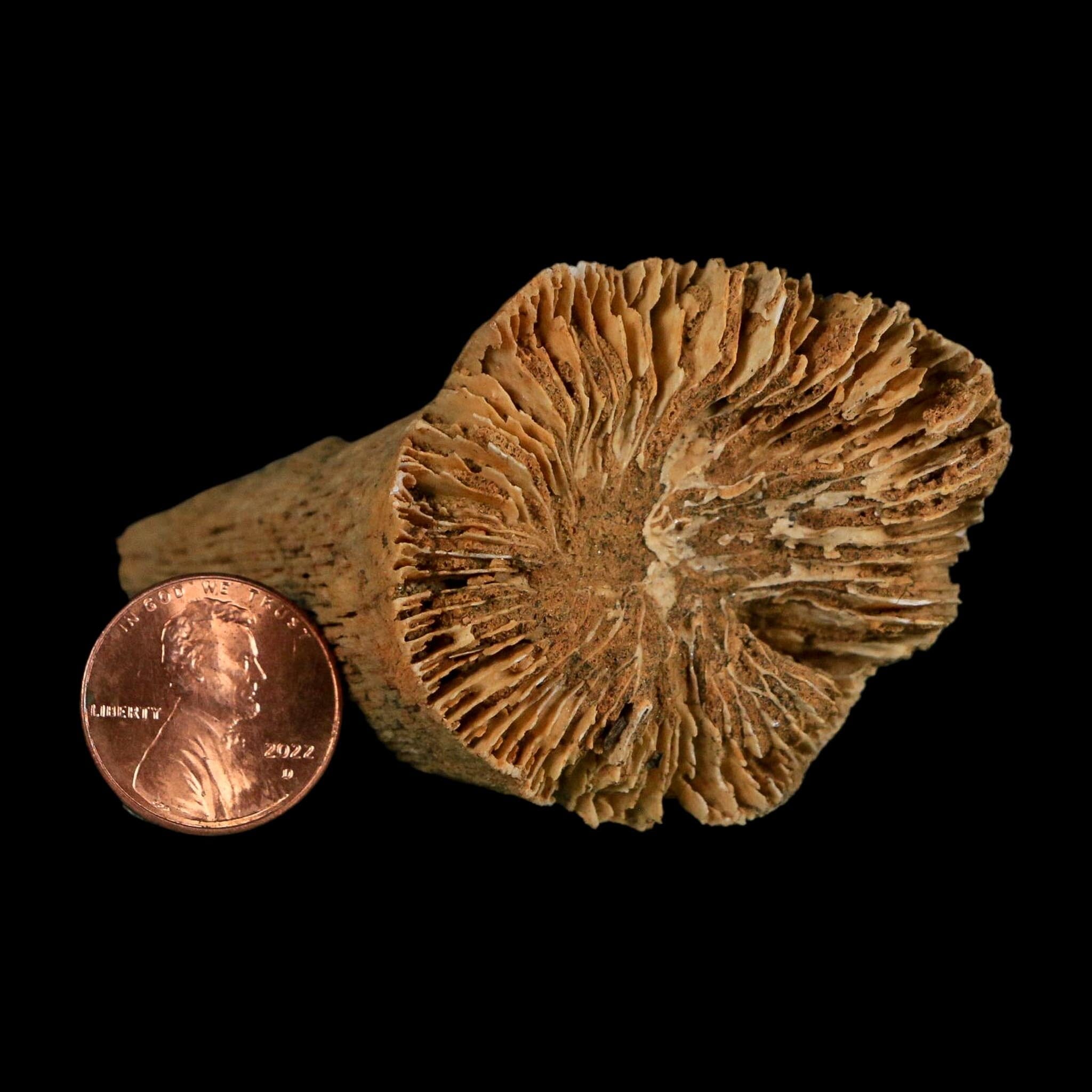 2.9" Rugose Horn Coral Fossil Devonian Age Speed Quarry, Clark County, Indiana