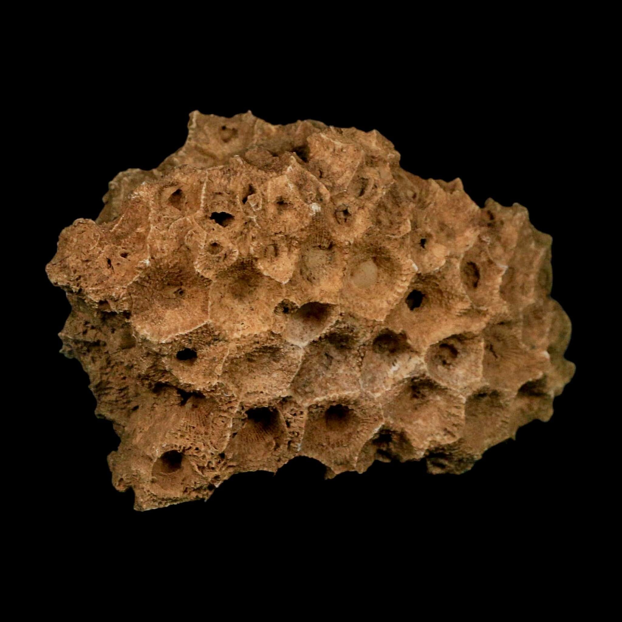 3.1" Colonial Rugose Coral Fossil Devonian Age Speed Quarry, Clark County, Indiana - Fossil Age Minerals