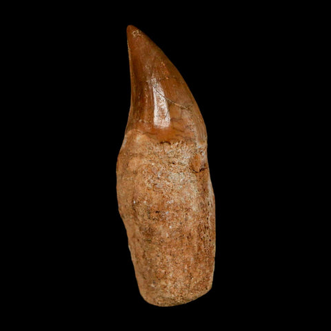 2.2" Halisaurus Walkeri Mosasaur Fossil Tooth Rooted Cretaceous Dinosaur Era COA