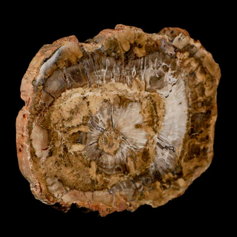 5" Fossilized Polished Petrified Wood Branch Madagascar 66-225 Million Yrs Old - Fossil Age Minerals
