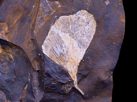 2.1" Detailed Ginkgo Cranei Fossil Plant Leaf Morton County, ND Paleocene Age COA - Fossil Age Minerals
