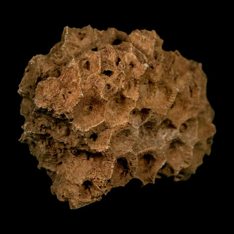 3.1" Colonial Rugose Coral Fossil Devonian Age Speed Quarry, Clark County, Indiana - Fossil Age Minerals