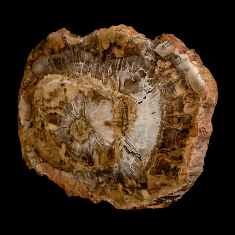 5" Fossilized Polished Petrified Wood Branch Madagascar 66-225 Million Yrs Old - Fossil Age Minerals