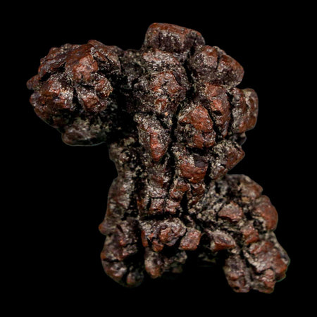 2.2" Prehistoric Coprolite Fossil Specimen Poop Dung Miocene Madagascar