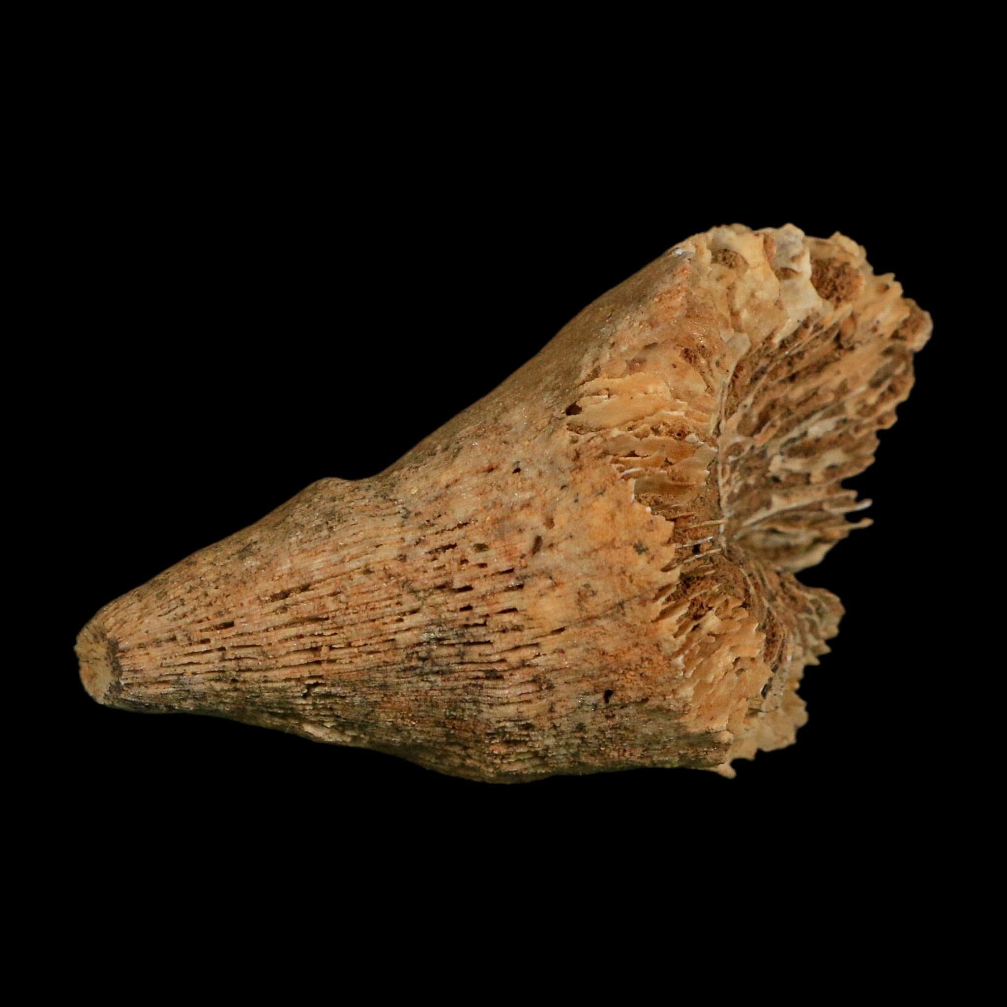 2.9" Rugose Horn Coral Fossil Devonian Age Speed Quarry, Clark County, Indiana