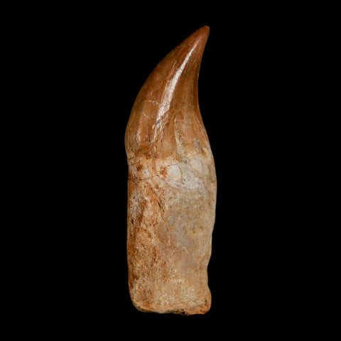 2.2" Halisaurus Walkeri Mosasaur Fossil Tooth Rooted Cretaceous Dinosaur Era COA