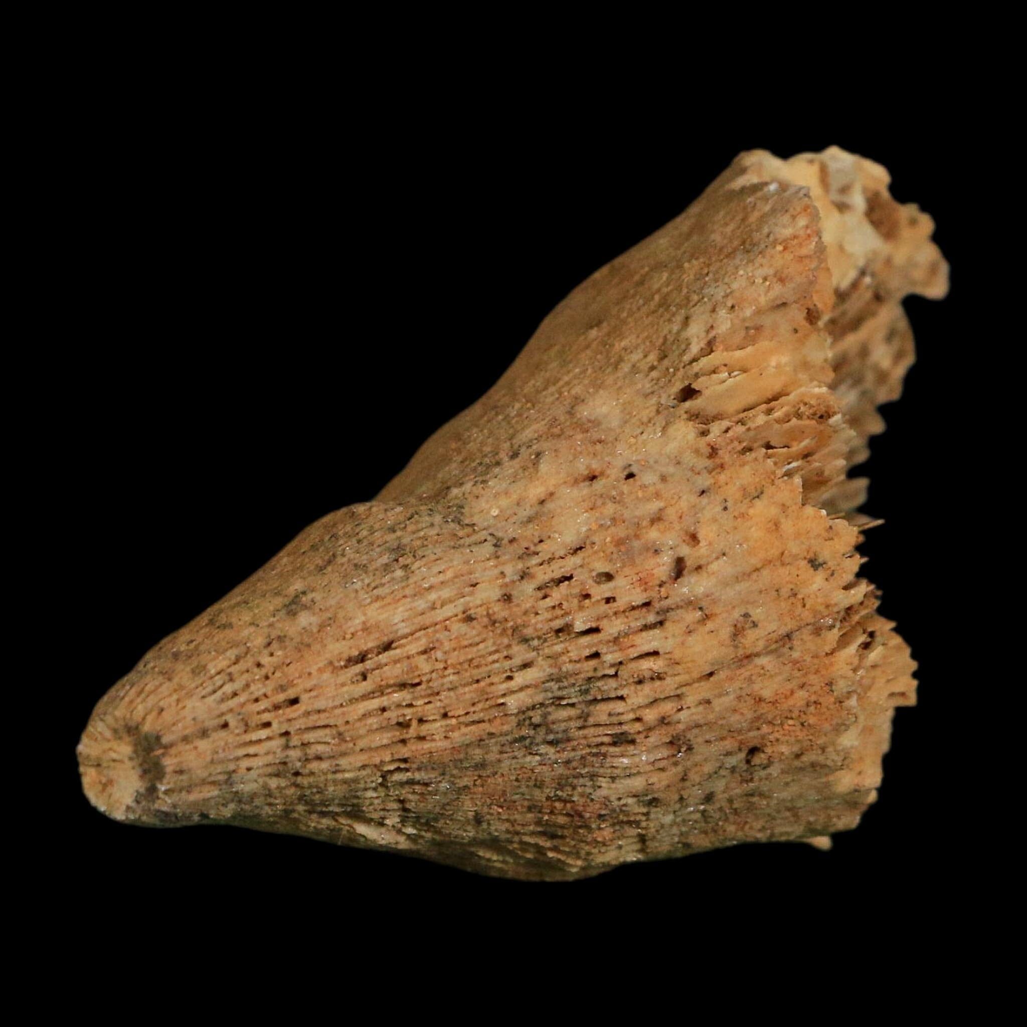 2.9" Rugose Horn Coral Fossil Devonian Age Speed Quarry, Clark County, Indiana