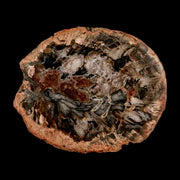 4.7" Fossilized Polished Petrified Wood Branch Madagascar 66-225 Million Yrs Old
