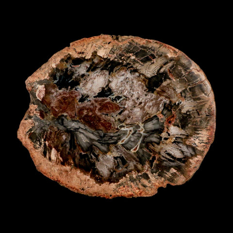 4.7" Fossilized Polished Petrified Wood Branch Madagascar 66-225 Million Yrs Old - Fossil Age Minerals