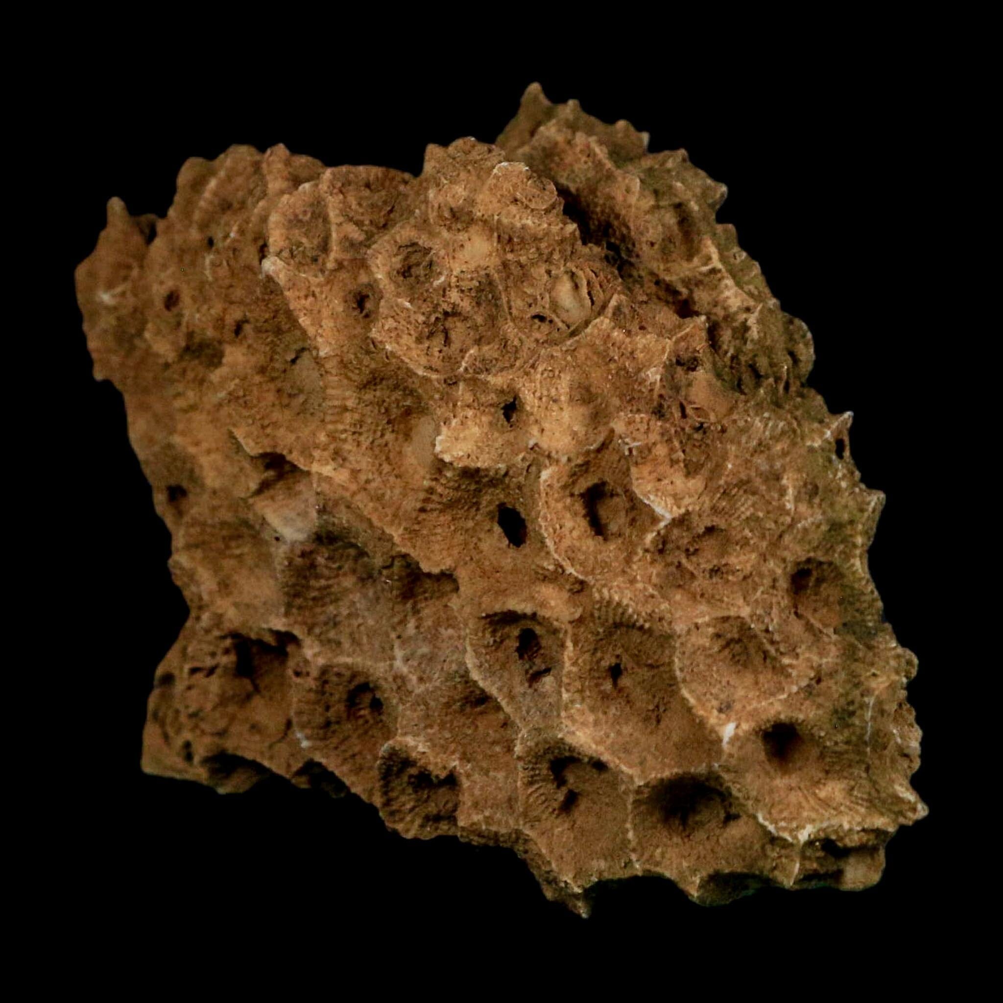 3.1" Colonial Rugose Coral Fossil Devonian Age Speed Quarry, Clark County, Indiana - Fossil Age Minerals