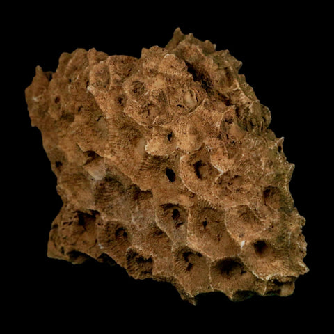 3.1" Colonial Rugose Coral Fossil Devonian Age Speed Quarry, Clark County, Indiana - Fossil Age Minerals