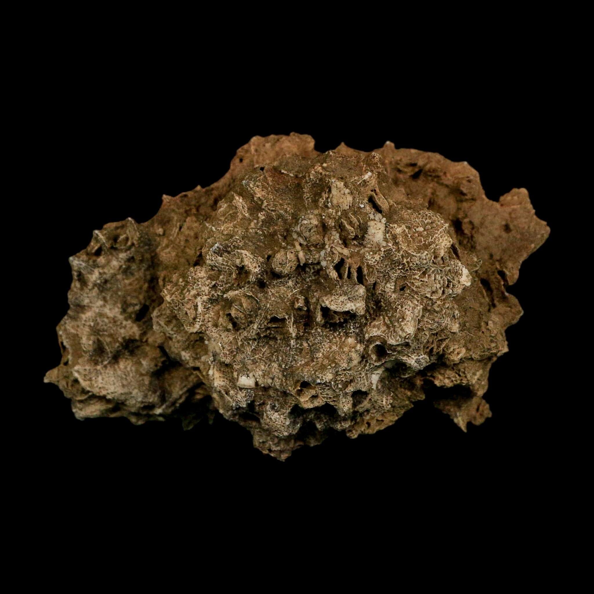3.1" Colonial Rugose Coral Fossil Devonian Age Speed Quarry, Clark County, Indiana - Fossil Age Minerals