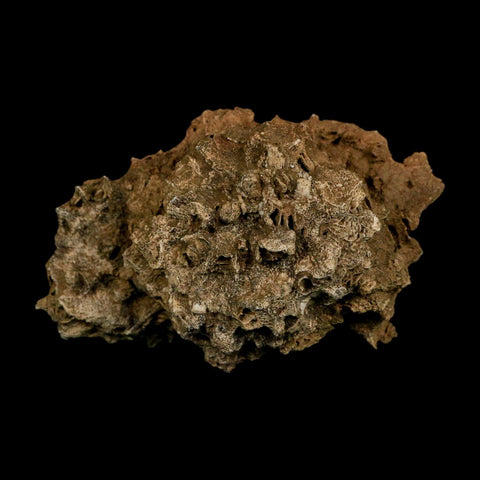 3.1" Colonial Rugose Coral Fossil Devonian Age Speed Quarry, Clark County, Indiana - Fossil Age Minerals