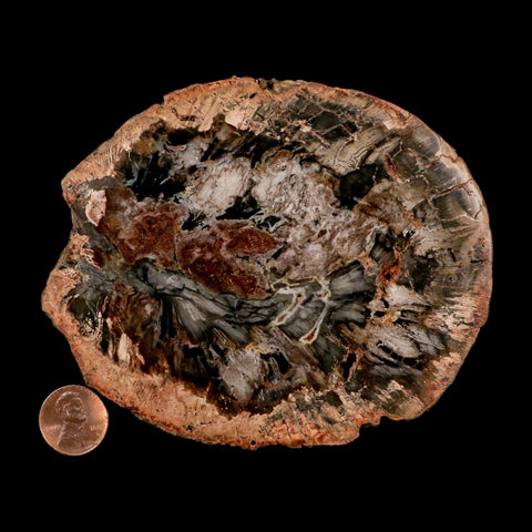4.7" Fossilized Polished Petrified Wood Branch Madagascar 66-225 Million Yrs Old - Fossil Age Minerals