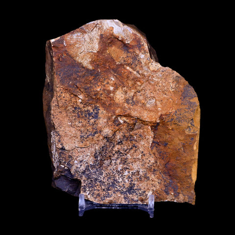 2.1" Detailed Ginkgo Cranei Fossil Plant Leaf Morton County, ND Paleocene Age COA - Fossil Age Minerals