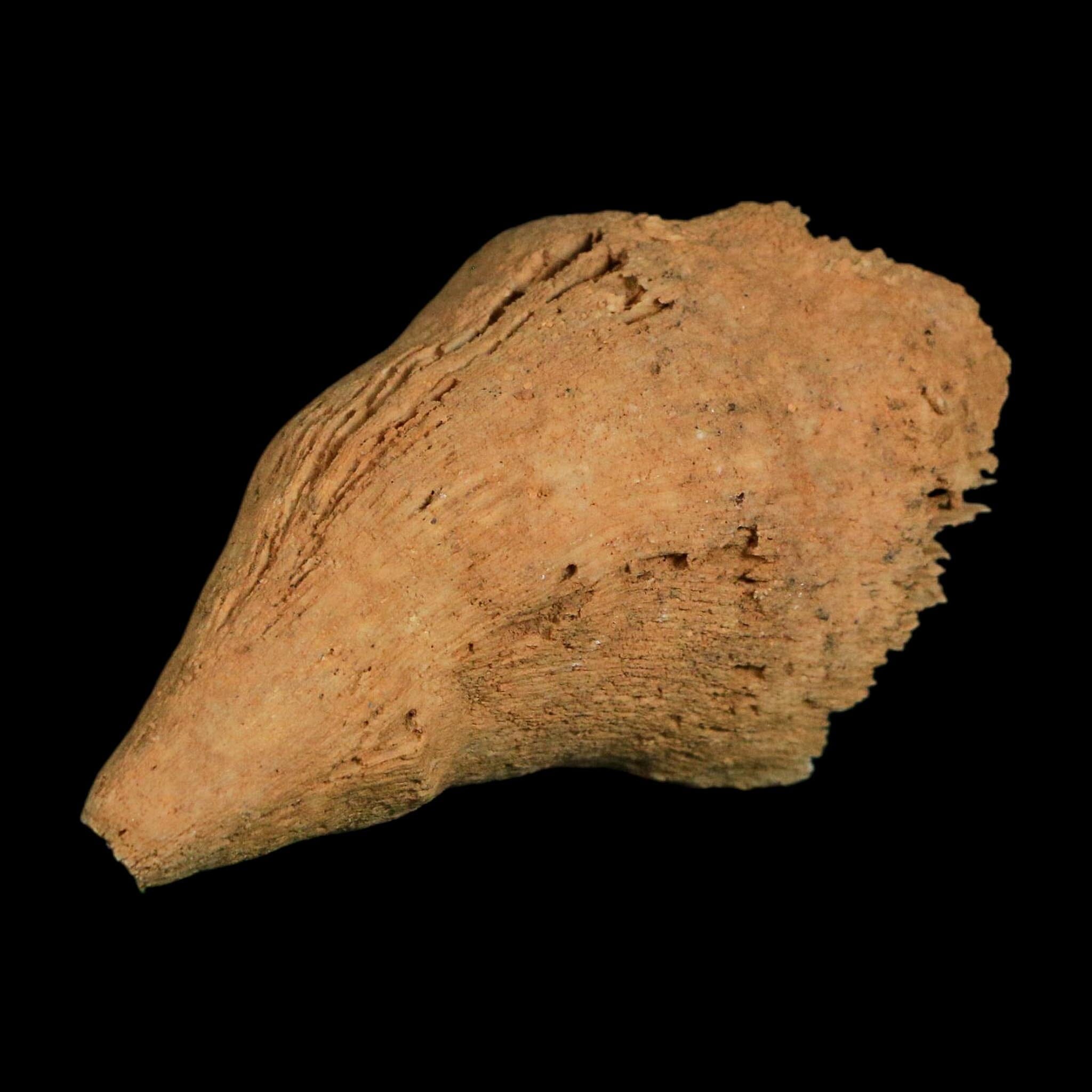 2.9" Rugose Horn Coral Fossil Devonian Age Speed Quarry, Clark County, Indiana