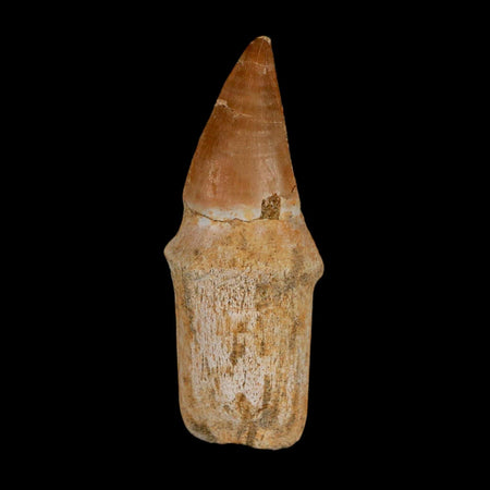 2.4" Mosasaur Prognathodon Anceps Fossil Tooth Rooted Cretaceous Dinosaur Era COA