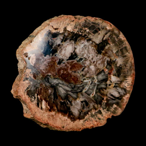 4.7" Fossilized Polished Petrified Wood Branch Madagascar 66-225 Million Yrs Old - Fossil Age Minerals