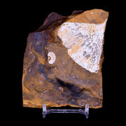 2.2" Detailed Ginkgo Cranei Fossil Plant Leaf Morton County, ND Paleocene Age COA