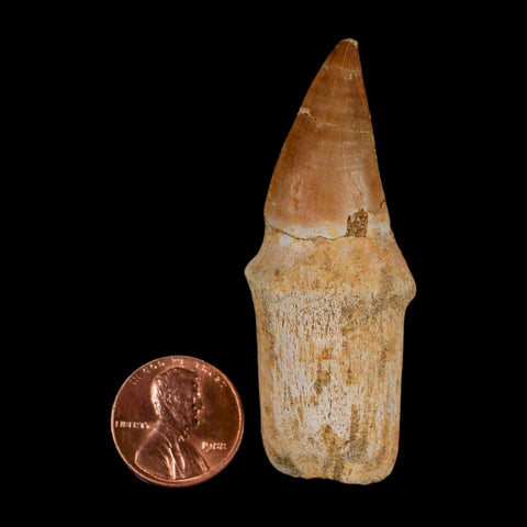 2.4" Mosasaur Prognathodon Anceps Fossil Tooth Rooted Cretaceous Dinosaur Era COA