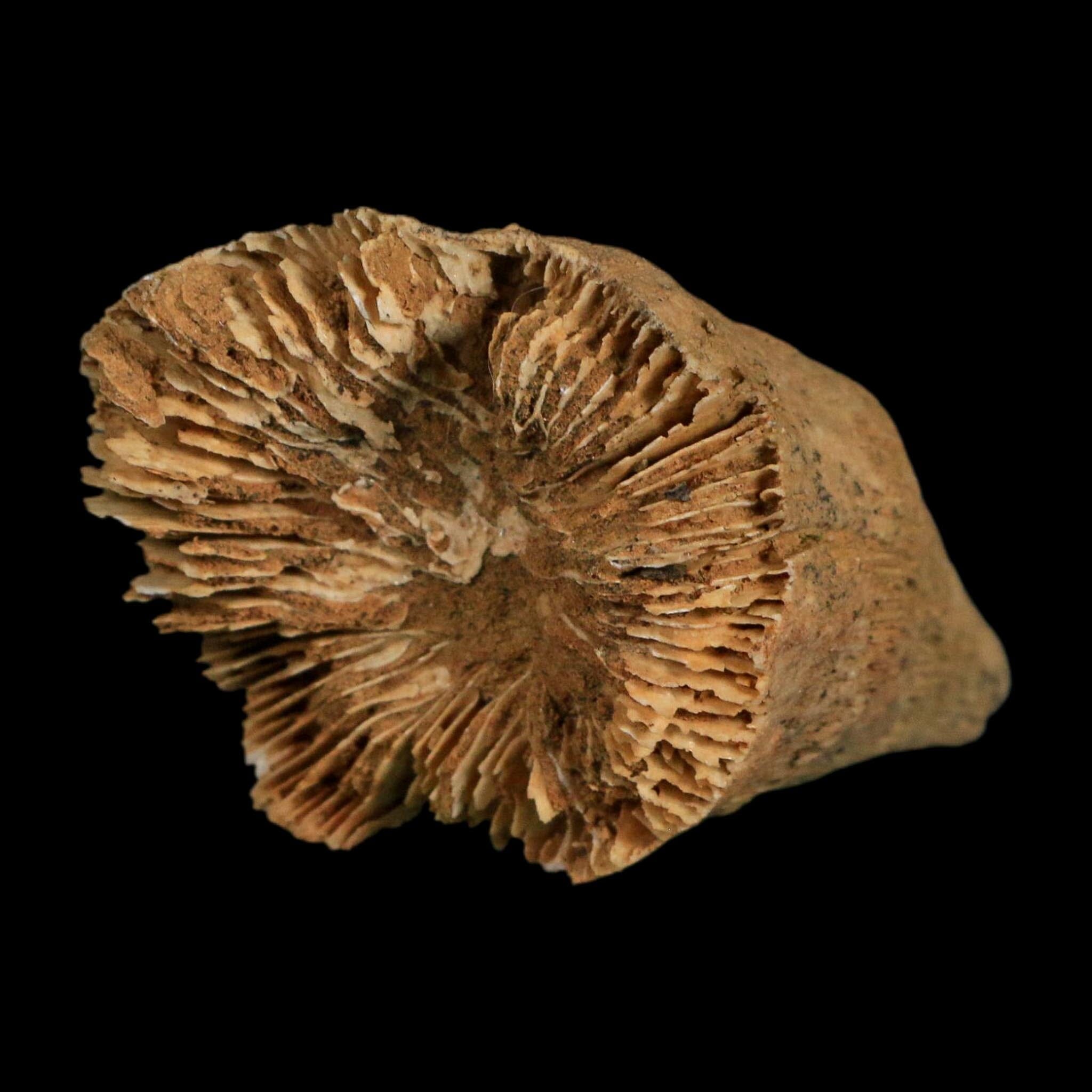 2.9" Rugose Horn Coral Fossil Devonian Age Speed Quarry, Clark County, Indiana