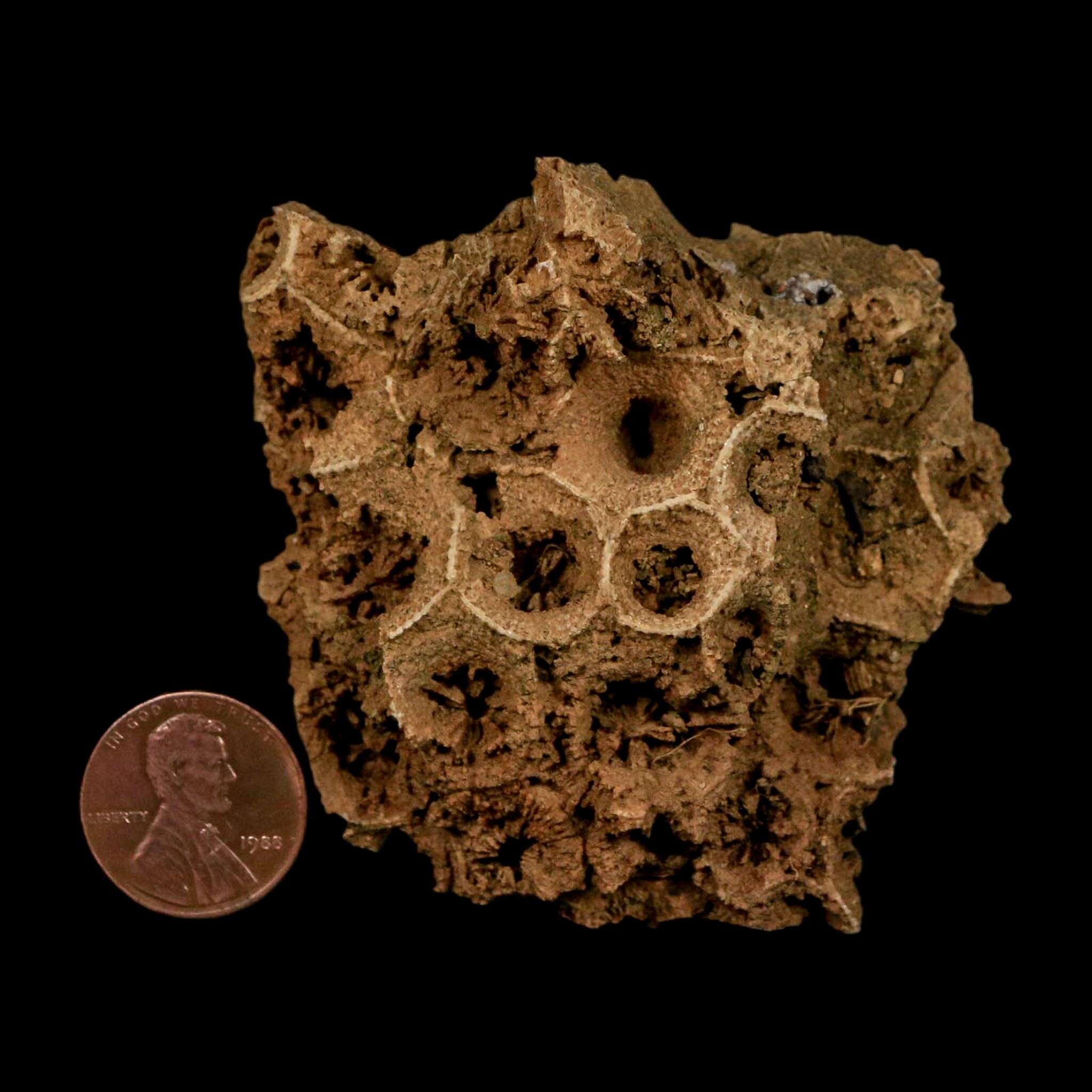 2.4" Colonial Rugose Coral Fossil Devonian Age Speed Quarry, Clark County, Indiana - Fossil Age Minerals