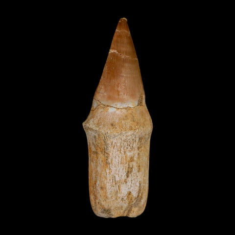 2.4" Mosasaur Prognathodon Anceps Fossil Tooth Rooted Cretaceous Dinosaur Era COA