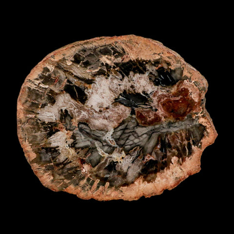 4.7" Fossilized Polished Petrified Wood Branch Madagascar 66-225 Million Yrs Old - Fossil Age Minerals