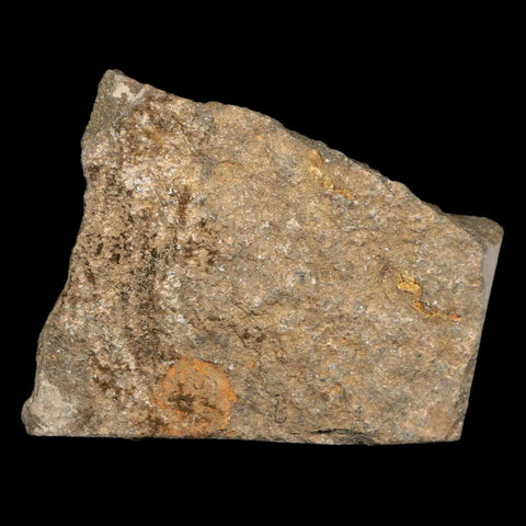 28MM Brittle Star Petraster Starfish Fossil Ordovician Age Blekus Morocco COA - Fossil Age Minerals