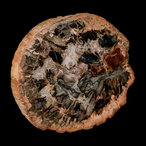 4.7" Fossilized Polished Petrified Wood Branch Madagascar 66-225 Million Yrs Old - Fossil Age Minerals