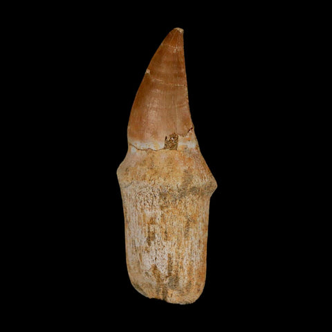 2.4" Mosasaur Prognathodon Anceps Fossil Tooth Rooted Cretaceous Dinosaur Era COA