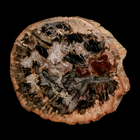 4.7" Fossilized Polished Petrified Wood Branch Madagascar 66-225 Million Yrs Old - Fossil Age Minerals