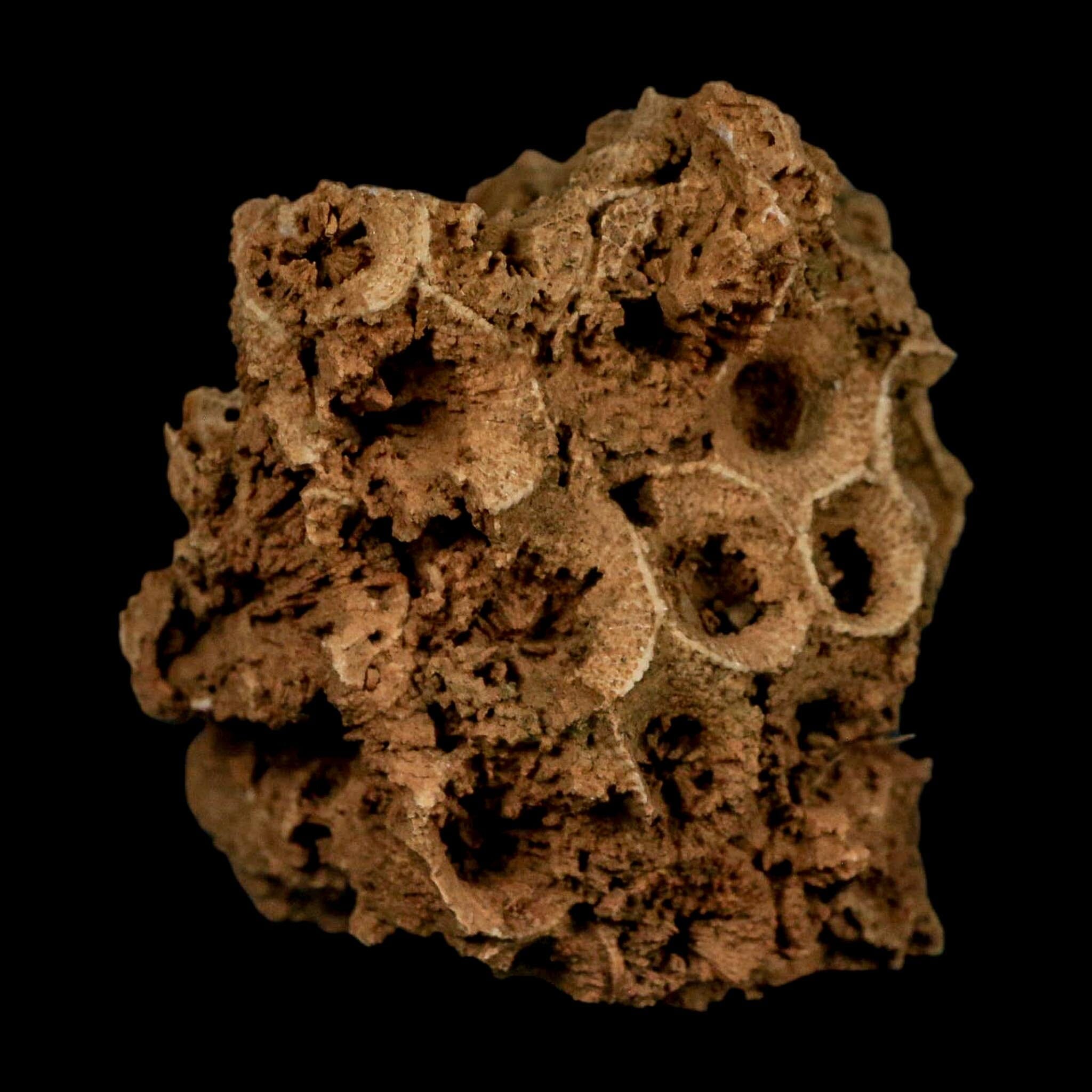 2.4" Colonial Rugose Coral Fossil Devonian Age Speed Quarry, Clark County, Indiana - Fossil Age Minerals